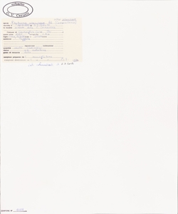 Phyteuma scheuchzeri All. subsp. scheuchzeri