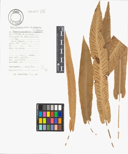 Phyllitis scolopendrium (L.) Newman subsp. scolopendrium