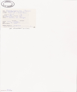 Pimpinella major (L.) Huds.