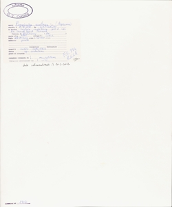 Pimpinella saxifraga L.