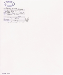 Pimpinella saxifraga L.