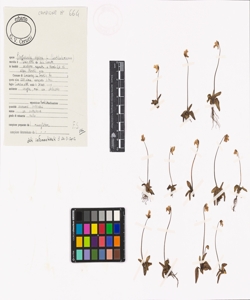 Pinguicula alpina L.