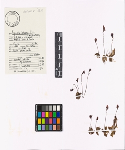 Pinguicula leptoceras Rchb.