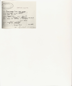 Pinus mugo Turra subsp. mugo