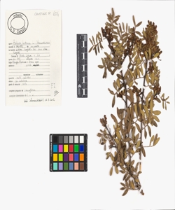 Pistacia lentiscus L.