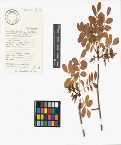 Pistacia terebinthus L. subsp. terebinthus