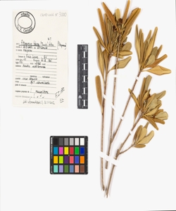 Pittosporum tobira (Thunb.) W.T. Aiton