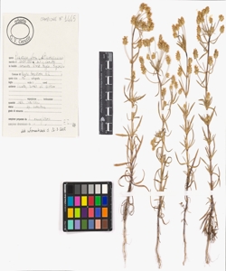 Plantago afra L. s.l.