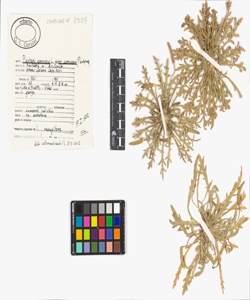 Plantago coronopus L. subsp. coronopus