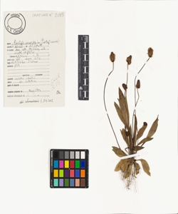 Plantago lanceolata L.