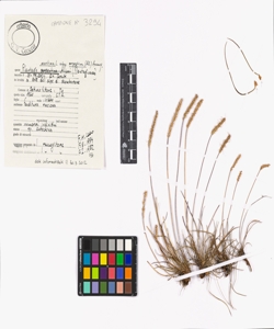 Plantago maritima L. subsp. serpentina (All.) Arcang.