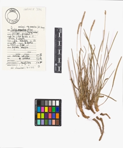 Plantago maritima L. subsp. serpentina (All.) Arcang.