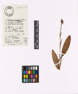 Platanthera chlorantha (Custer) Rchb.