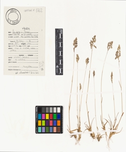 Poa alpina L. subsp. alpina