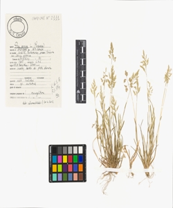 Poa annua L.