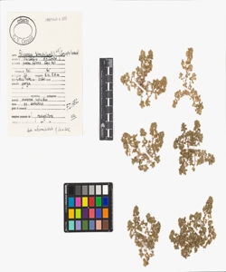 Polycarpon tetraphyllum (L.) L. s.l.
