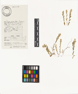 Polygala alpestris Rchb.