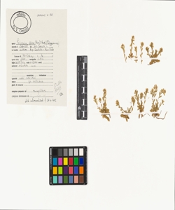 Polygala alpina (Poir.) Steud.