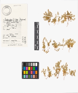 Polygala alpina (Poir.) Steud.