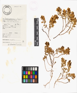 Polygala chamaebuxus L.