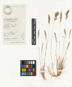 Poa bulbosa L.