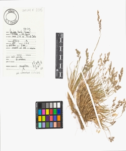 Poa laxa Haenke subsp. laxa