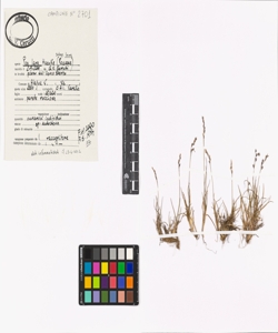 Poa laxa Haenke subsp. laxa