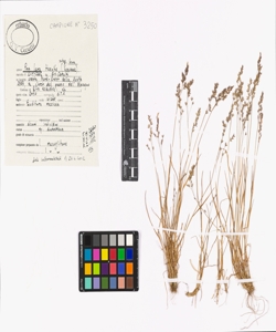 Poa laxa Haenke subsp. laxa