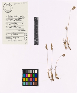 Poa laxa Haenke subsp. laxa