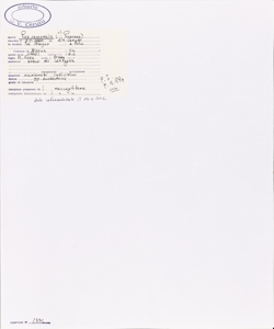 Poa nemoralis L. s.l.