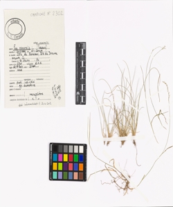 Poa nemoralis L. subsp. nemoralis