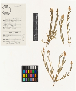 Polygala comosa Schkuhr