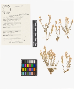 Polygala nicaeensis W.D.J. Koch subsp. carniolica (A. Kern.) P. Graebn.