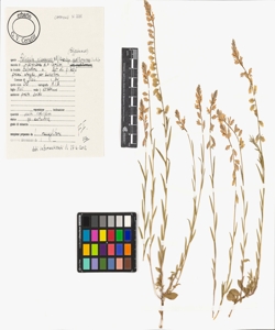 Polygala nicaeensis W.D.J. Koch subsp. mediterranea Chodat