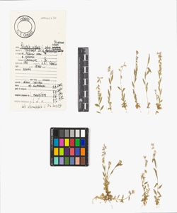 Polygala vulgaris L. subsp. vulgaris