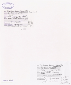 Polystichum braunii (Spenn.) F¿e