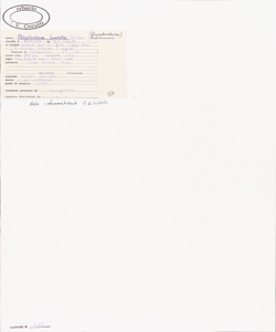 Polystichum lonchitis (L.) Roth