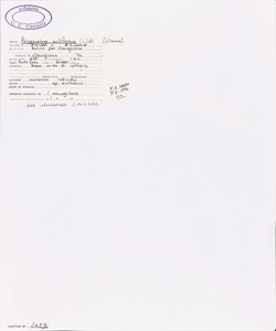 Polygonatum multiflorum (L.) All.