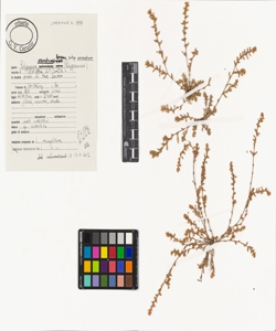 Polygonum arenastrum Boreau subsp. arenastrum