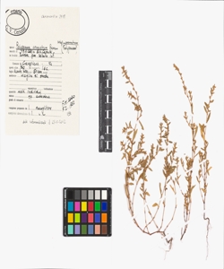 Polygonum arenastrum Boreau subsp. arenastrum