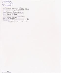 Polygonum arenastrum Boreau subsp. arenastrum