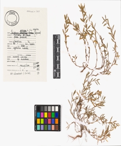 Polygonum aviculare L. subsp. aviculare