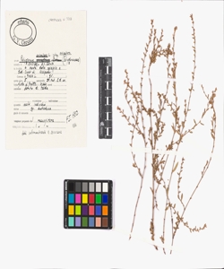 Polygonum aviculare L. subsp. aviculare