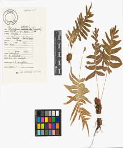 Polypodium cambricum L.