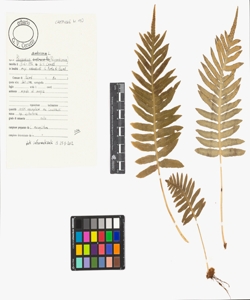 Polypodium cambricum L.