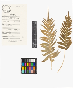 Polypodium cambricum L.