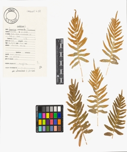 Polypodium cambricum L.