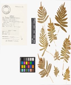 Polypodium cambricum L.