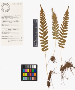 Polypodium vulgare L.