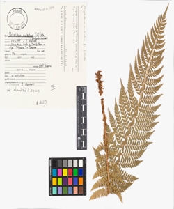 Polystichum aculeatum (L.) Roth